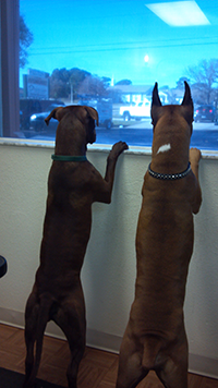 Looking Through The Window